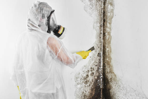 Best Kitchen Mold Remediation in Redding, CA