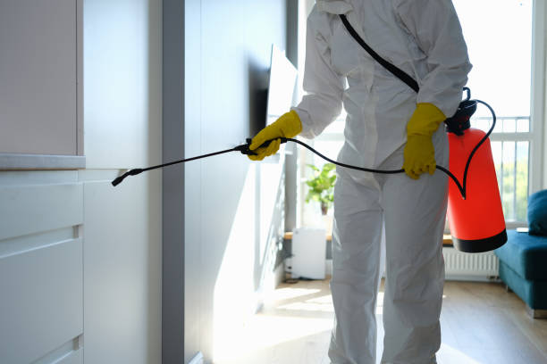 Best Localized Mold Remediation (e.g., coastal areas, humid climates) in Redding, CA