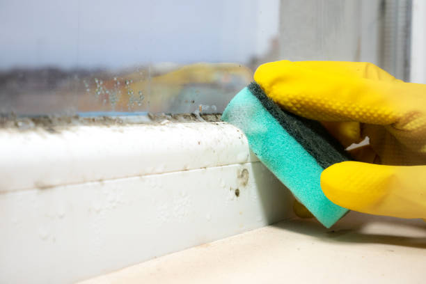 Best Attic Mold Remediation in Redding, CA