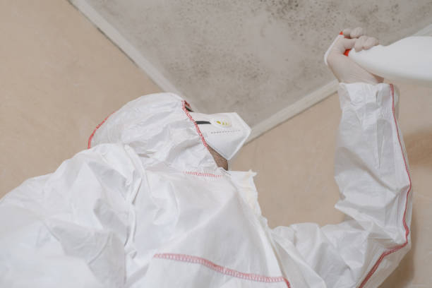 Best Residential Mold Remediation in Redding, CA
