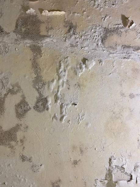 Best Mold Testing and Inspection Services in Redding, CA