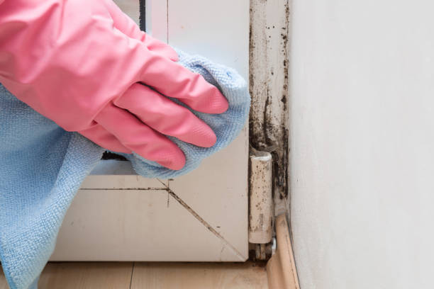 Best Mold Remediation for Schools in Redding, CA